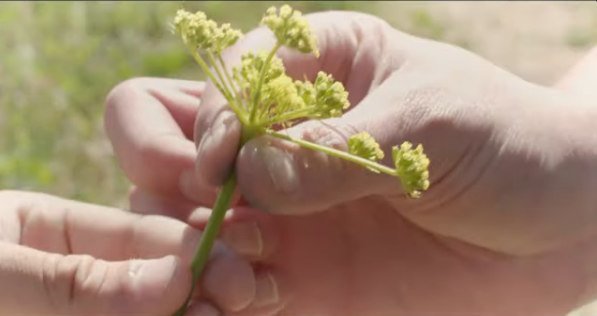 Hands holding and examining small yellow flowers or plant stems.