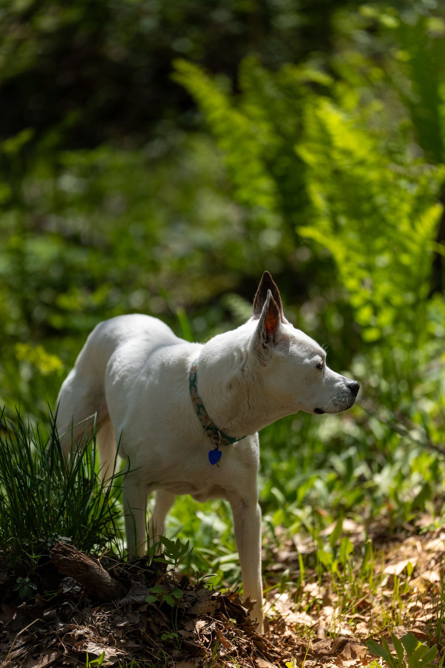 Small white dog with blue collar standing alert in sunlit forest clearing surrounded by green ferns and grass.