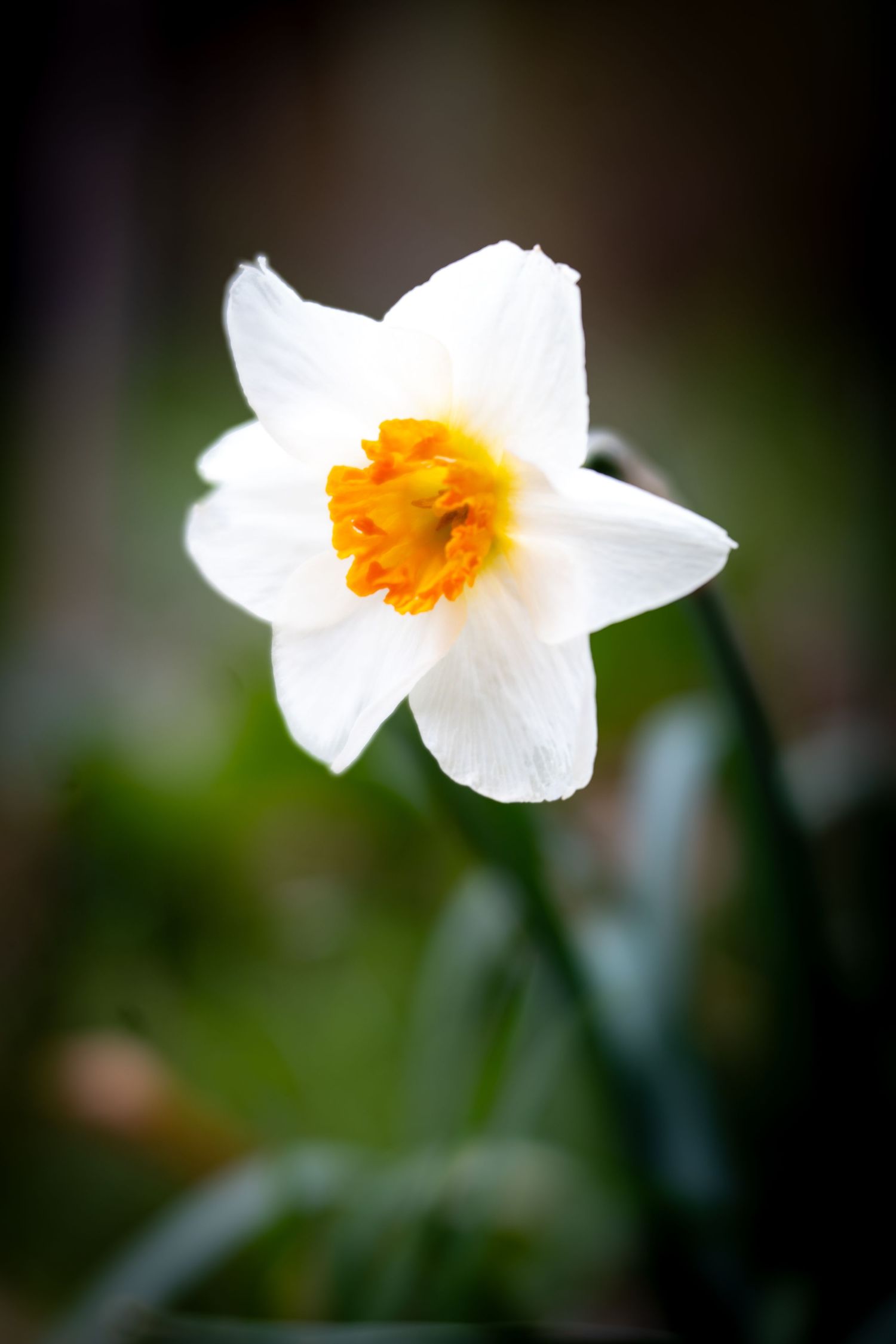 A single white daffodil with a vibrant orange center blooms against a soft dark green background.