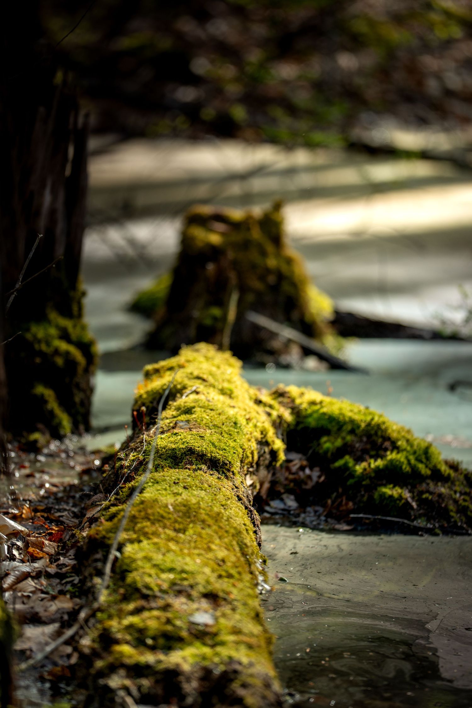 Moss-covered fallen log beside a tree stump in a misty forest with shallow water reflecting soft light.