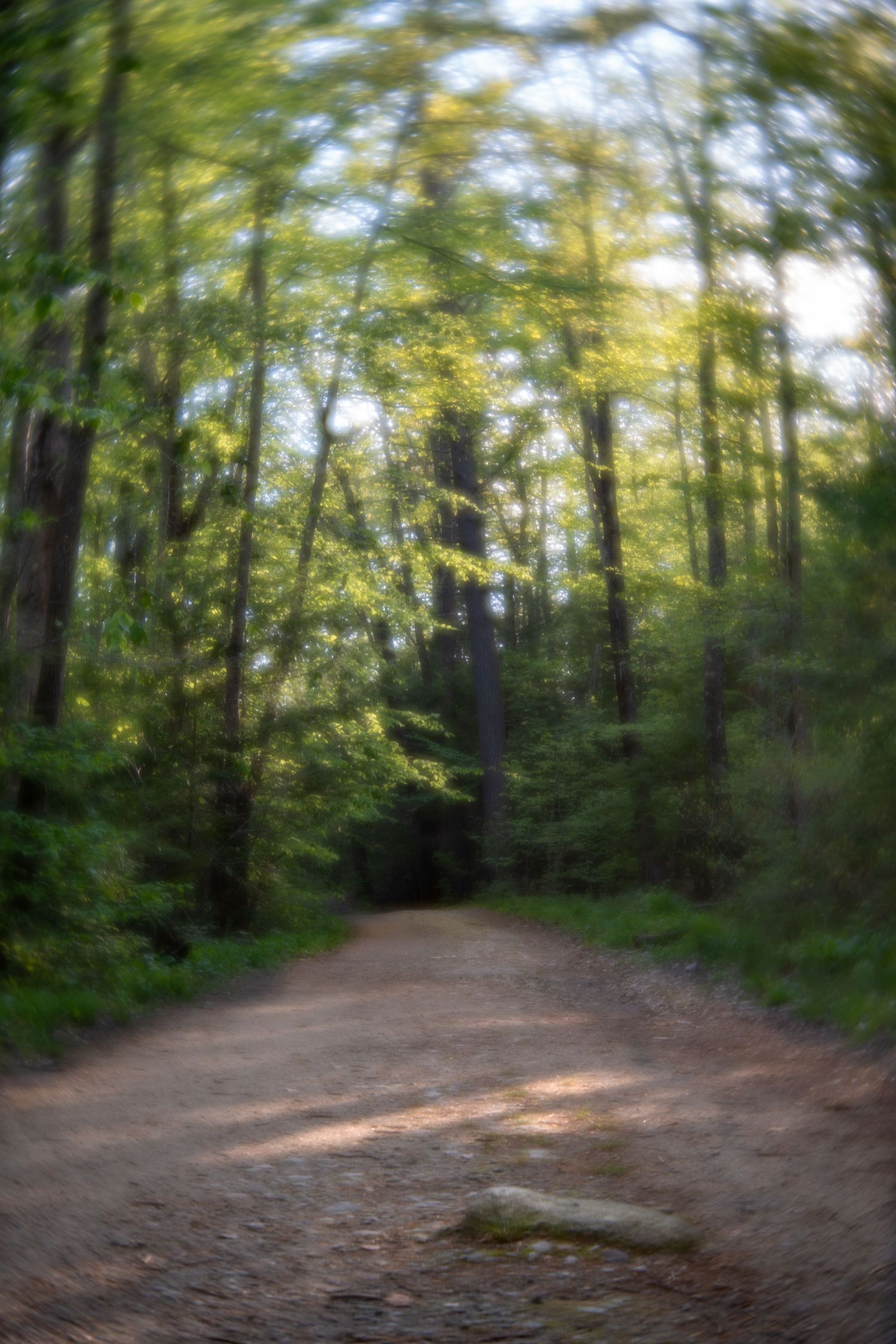 Blurry forest path with lush green trees and dappled sunlight, creating a dreamy, motion-blur effect.