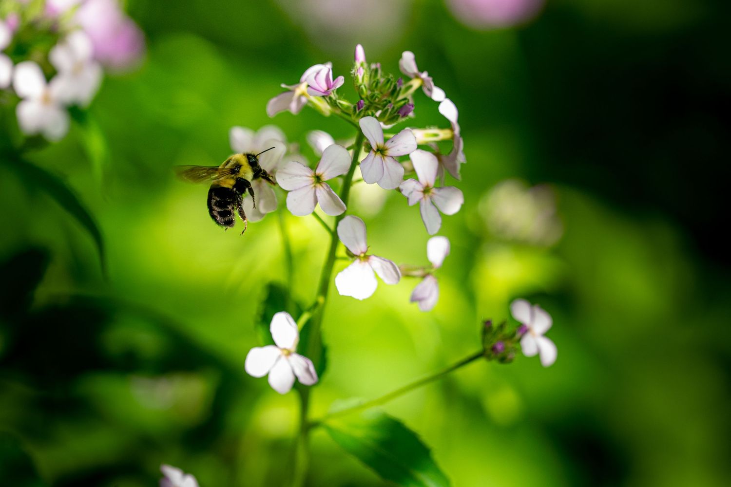 A bumblebee hovers near delicate white and pink wildflowers against a vibrant green bokeh background.