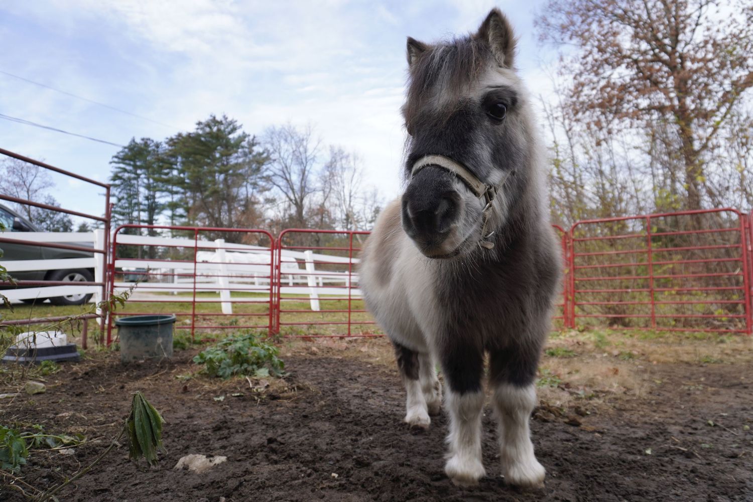 A small gray and white Shetland pony stands in a muddy paddock with white fencing in the background.
