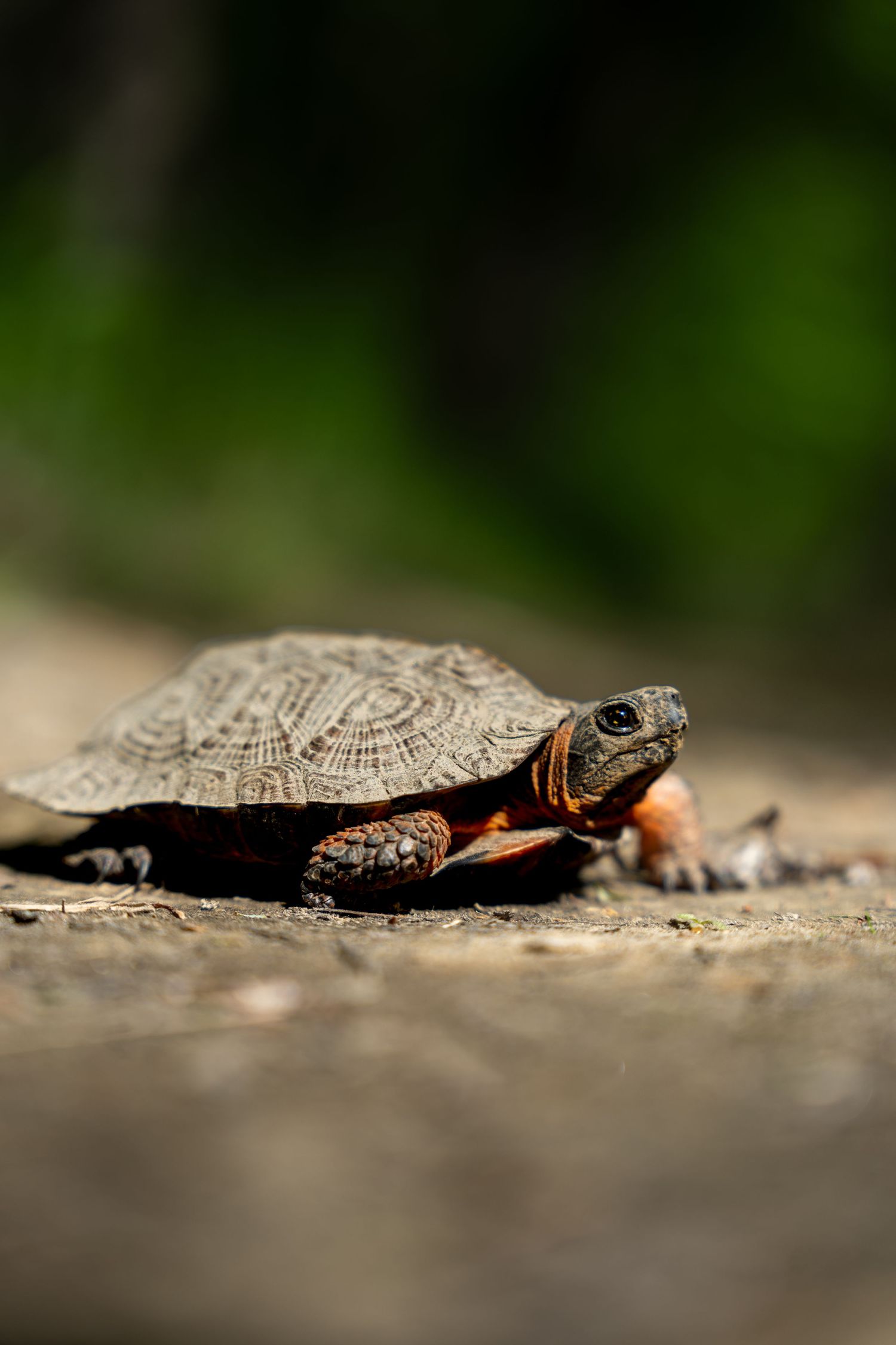 A small wood turtle with an orange-tinged neck walks slowly across a rocky forest path in natural light.