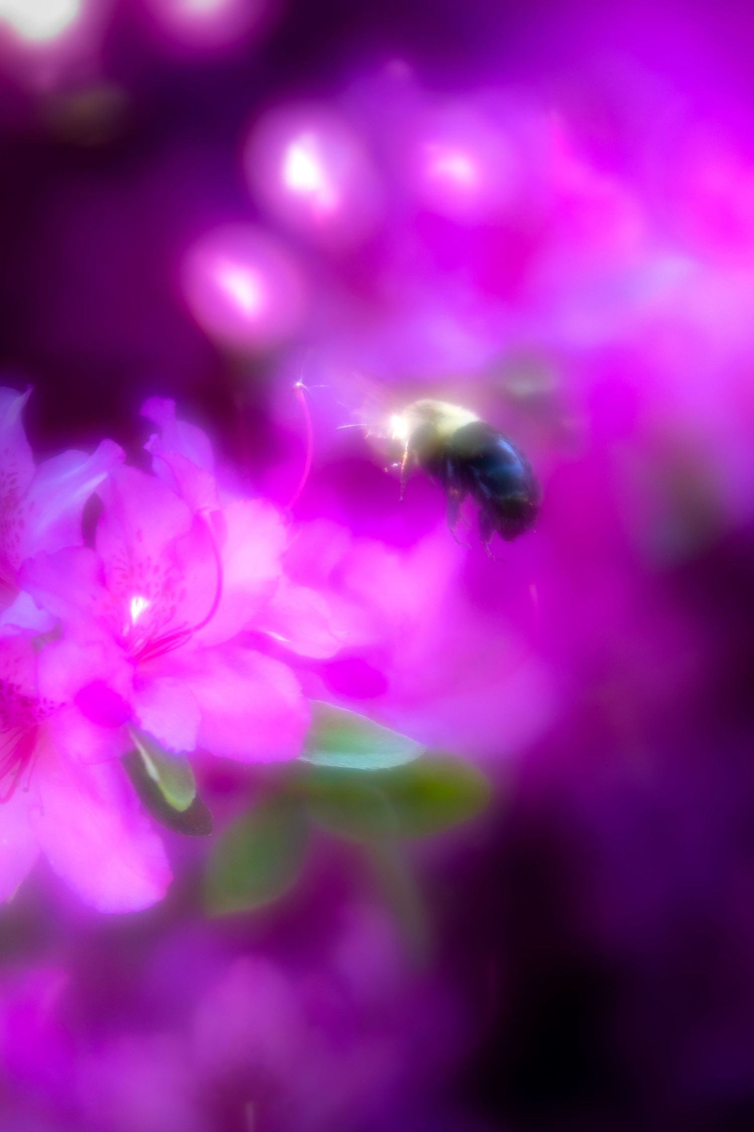 A bumblebee hovering over vibrant pink azalea flowers in a soft-focus macro nature photograph.