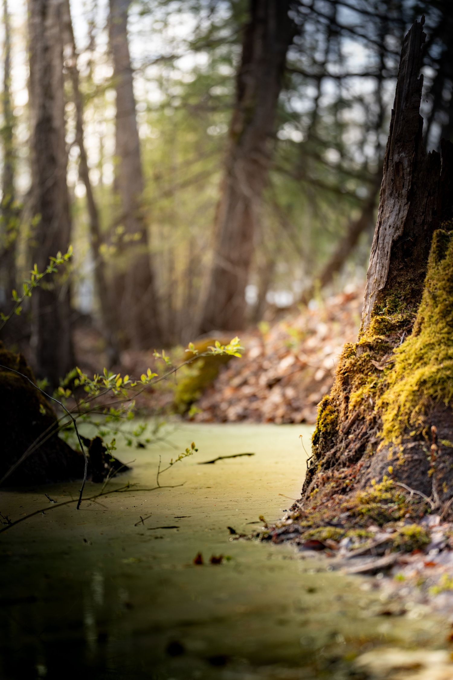 Moss-covered tree roots beside a green algae-filled forest pool, with sunlight filtering through tall trees in a serene woodland.