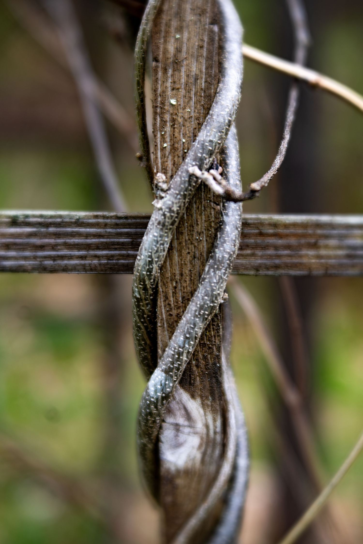 Close-up of twisted dried vines wrapped around a weathered wooden post in a natural outdoor setting.