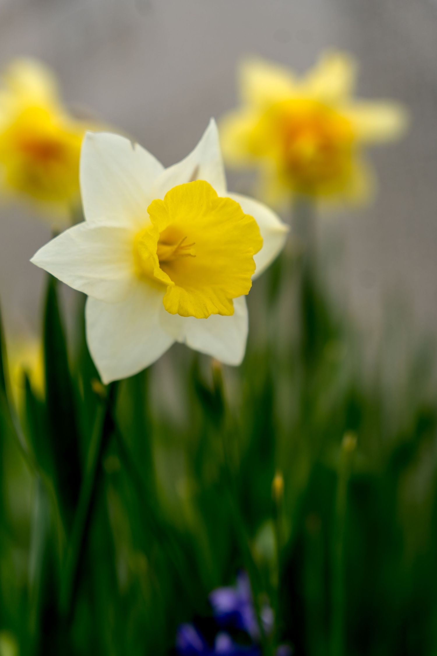 A vibrant white and yellow daffodil in sharp focus with blurred daffodils and green stems in the background.