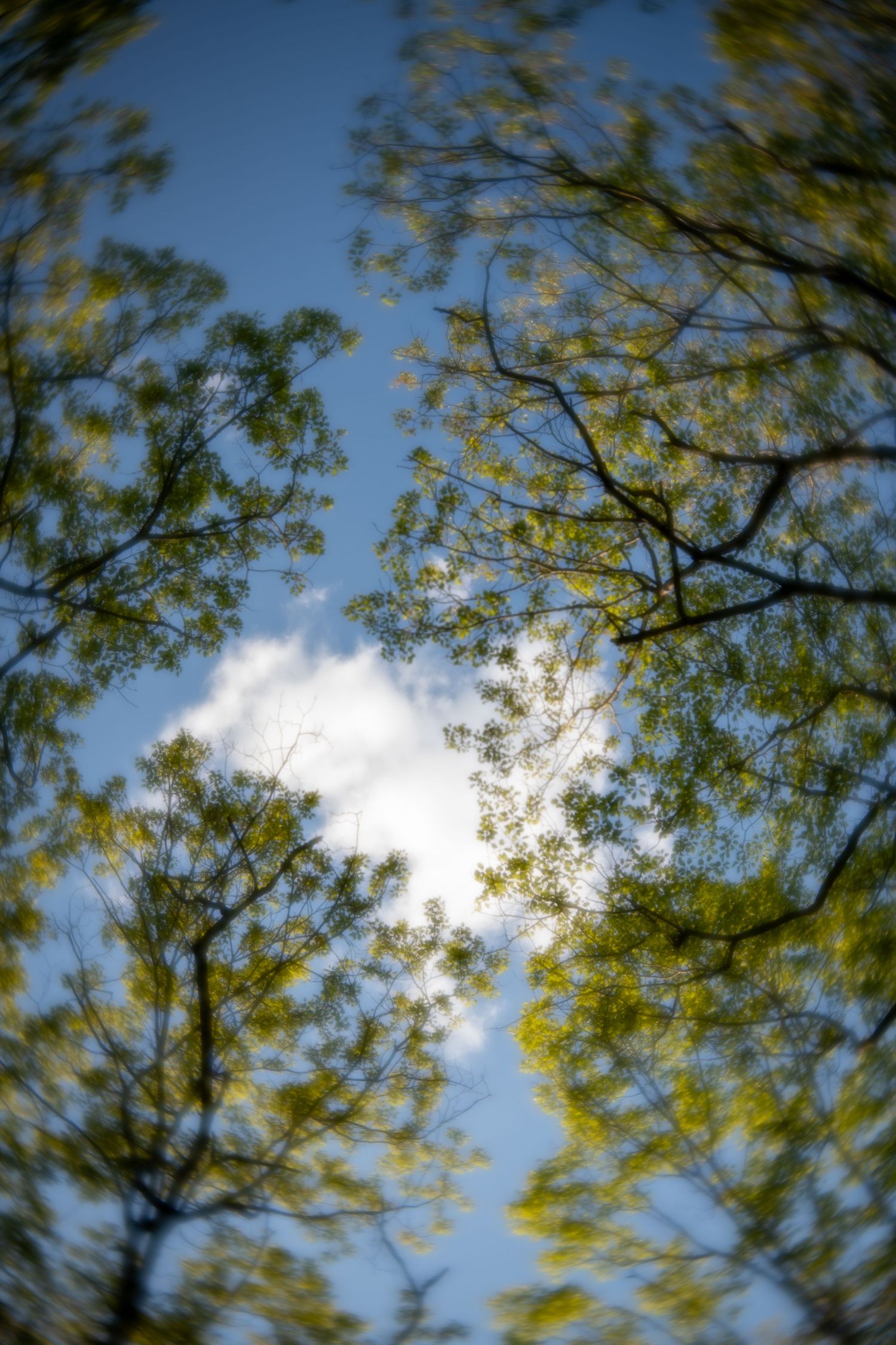 Looking up through lush green tree canopies toward a blue sky with white clouds in a blurred motion effect.