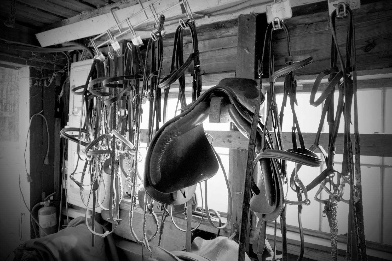 Black and white photo of horse saddle and bridles hanging in a rustic tack room.