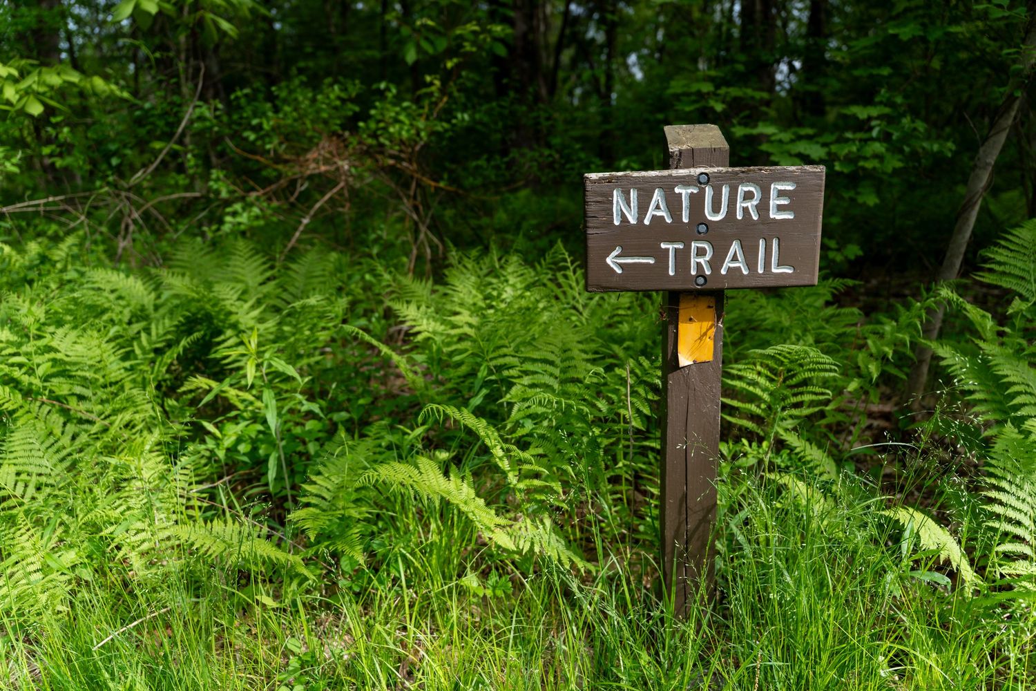 Wooden nature trail sign with arrow surrounded by lush green ferns in a forest.