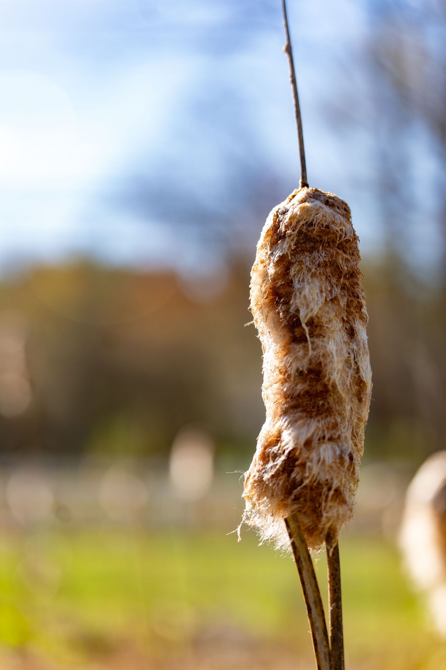 A dried cattail plant on a thin stem against a blurred green and blue outdoor background on a sunny day.
