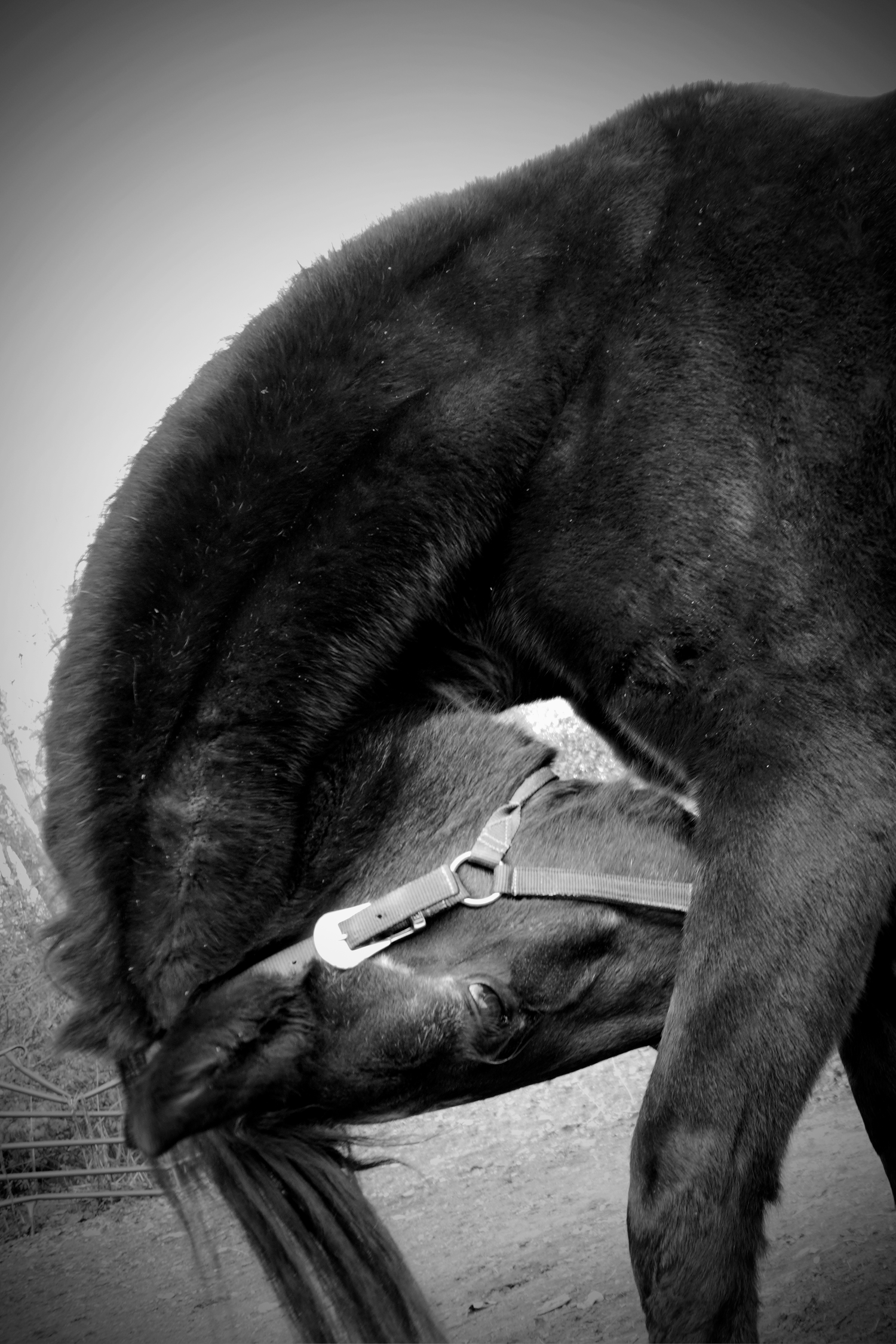 Black and white photo of a dark horse bending its neck down, wearing a halter, in an outdoor enclosure.