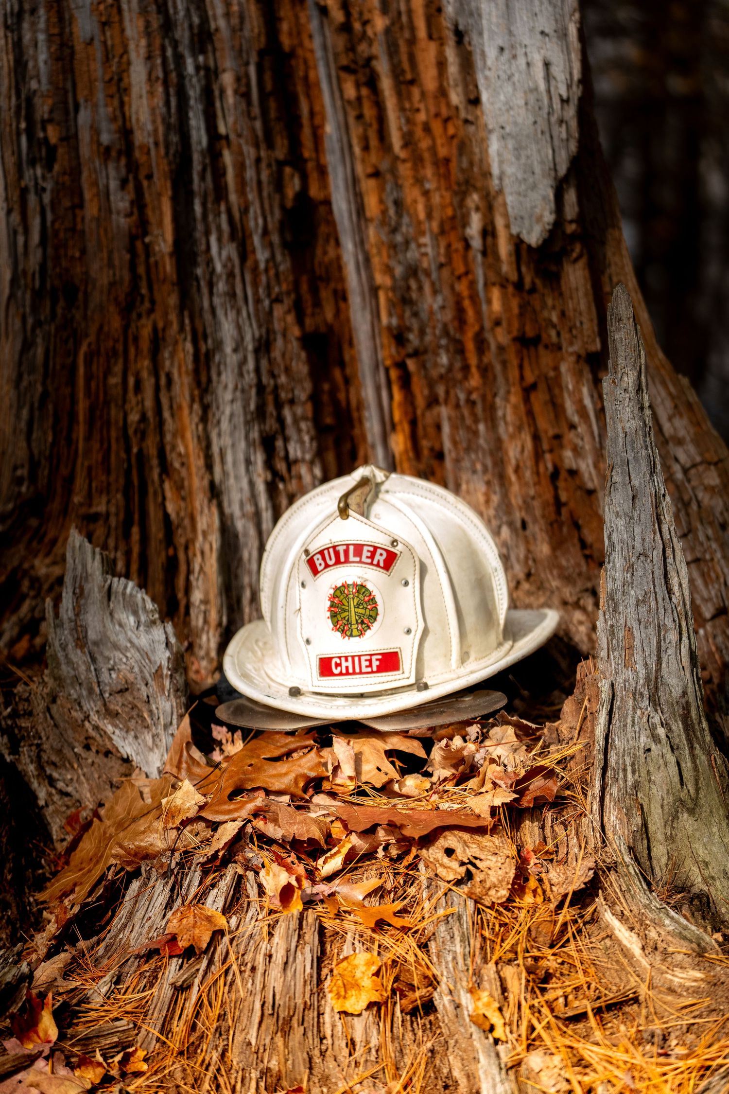 Three white fire chief helmets rest on fallen autumn leaves against weathered tree trunks in natural lighting.