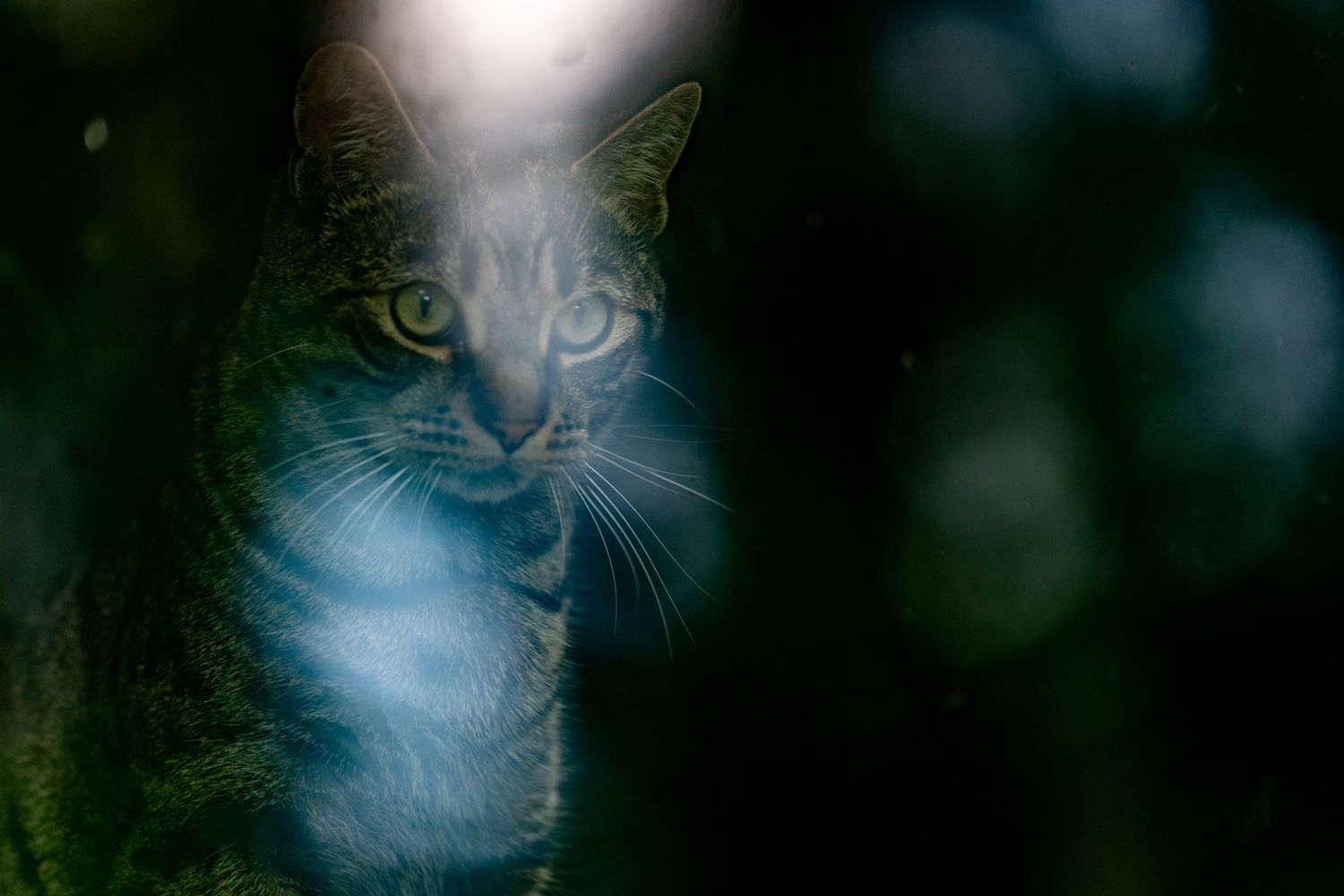 A mysterious green-eyed tabby cat peers through dark foliage in a moody, low-light nature setting.