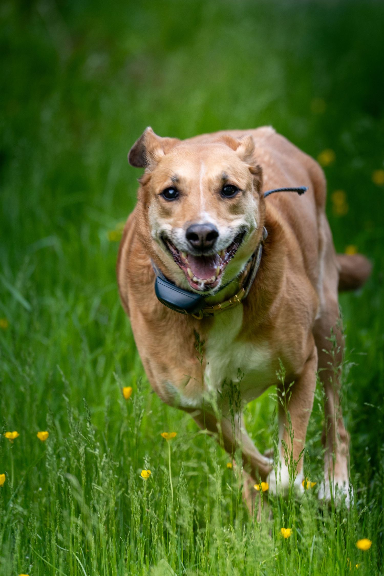 A happy brown dog running through a lush green meadow with yellow wildflowers, wearing a black collar.