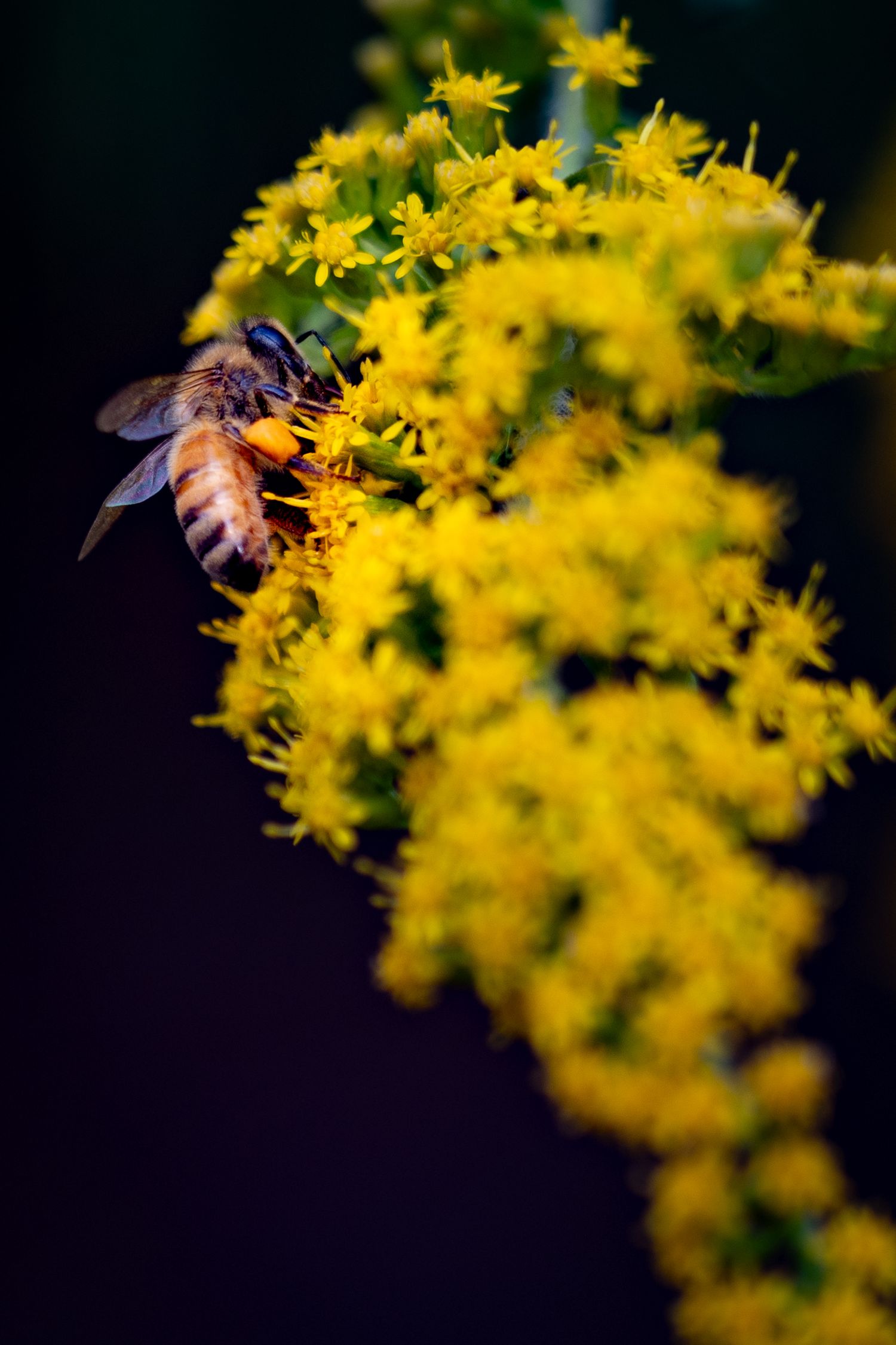 A honey bee collects nectar from bright yellow goldenrod flowers against a dark background in macro photography.