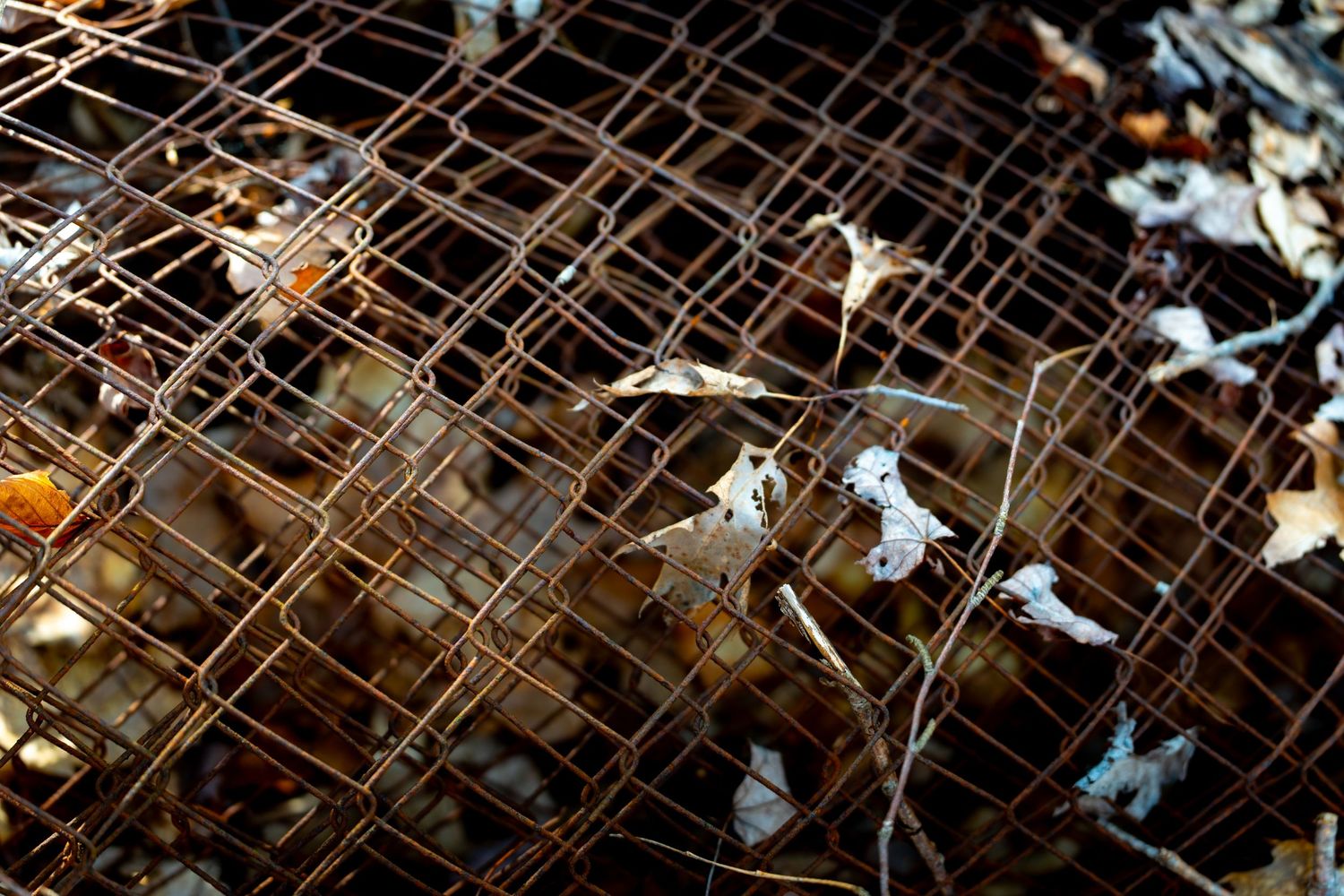 Rusty wire mesh cage covered with dry autumn leaves on a forest floor.