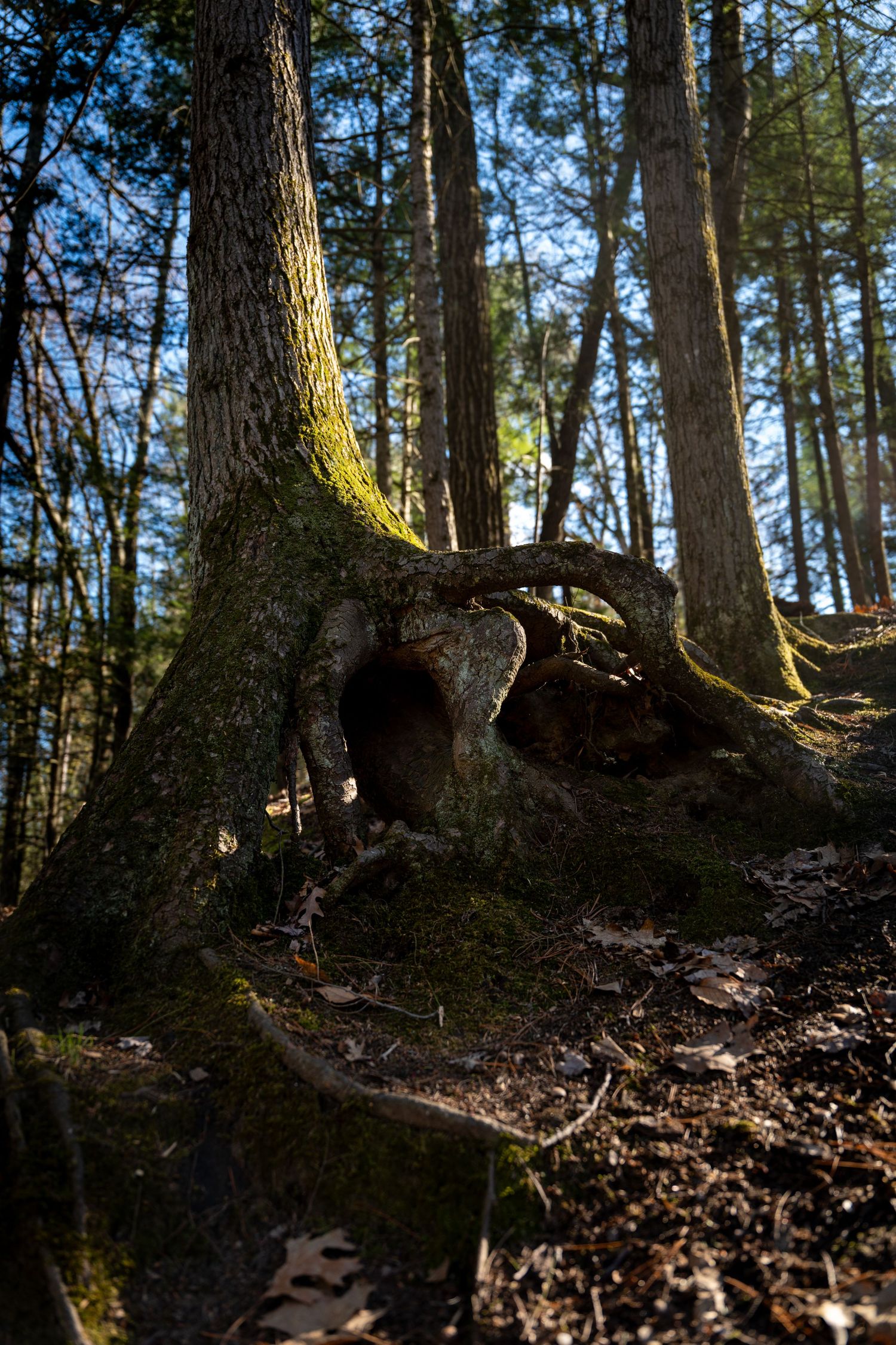 Mossy tree roots sprawling across a forest floor, with tall trees and sunlight filtering through the canopy above.
