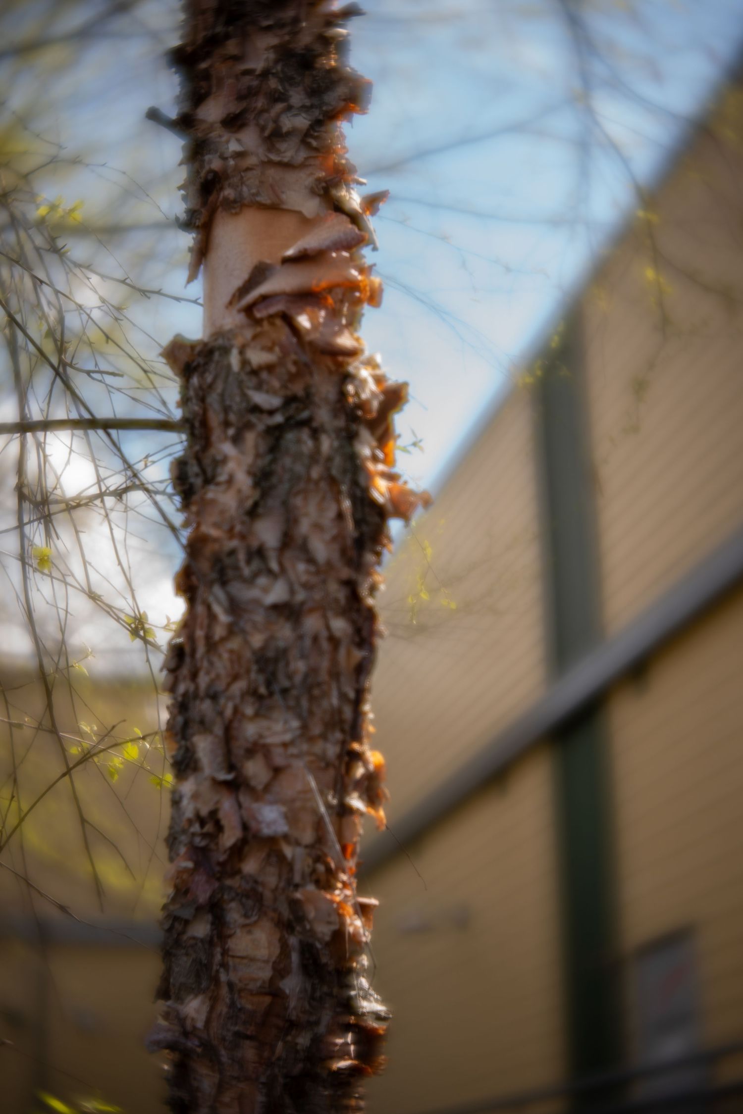 Close-up of rough pine tree bark with peeling texture, soft bokeh background showing building exterior.