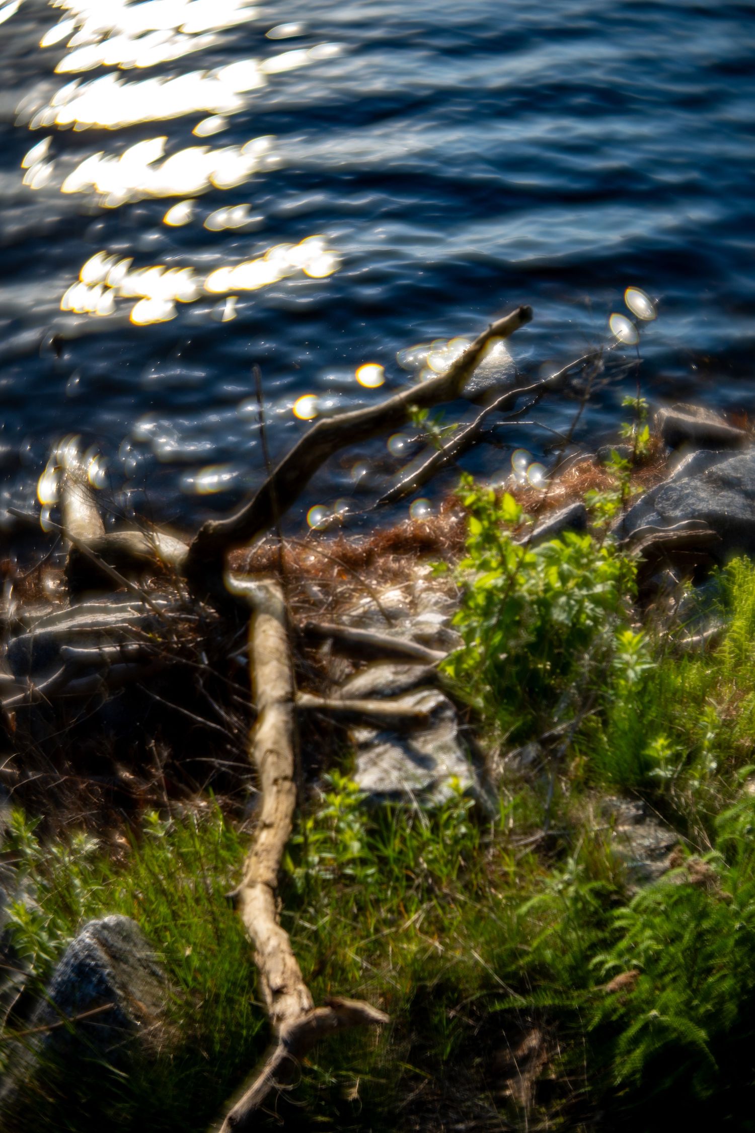 Sunlit driftwood and green plants along a rocky shoreline with sparkling blue water in the background.