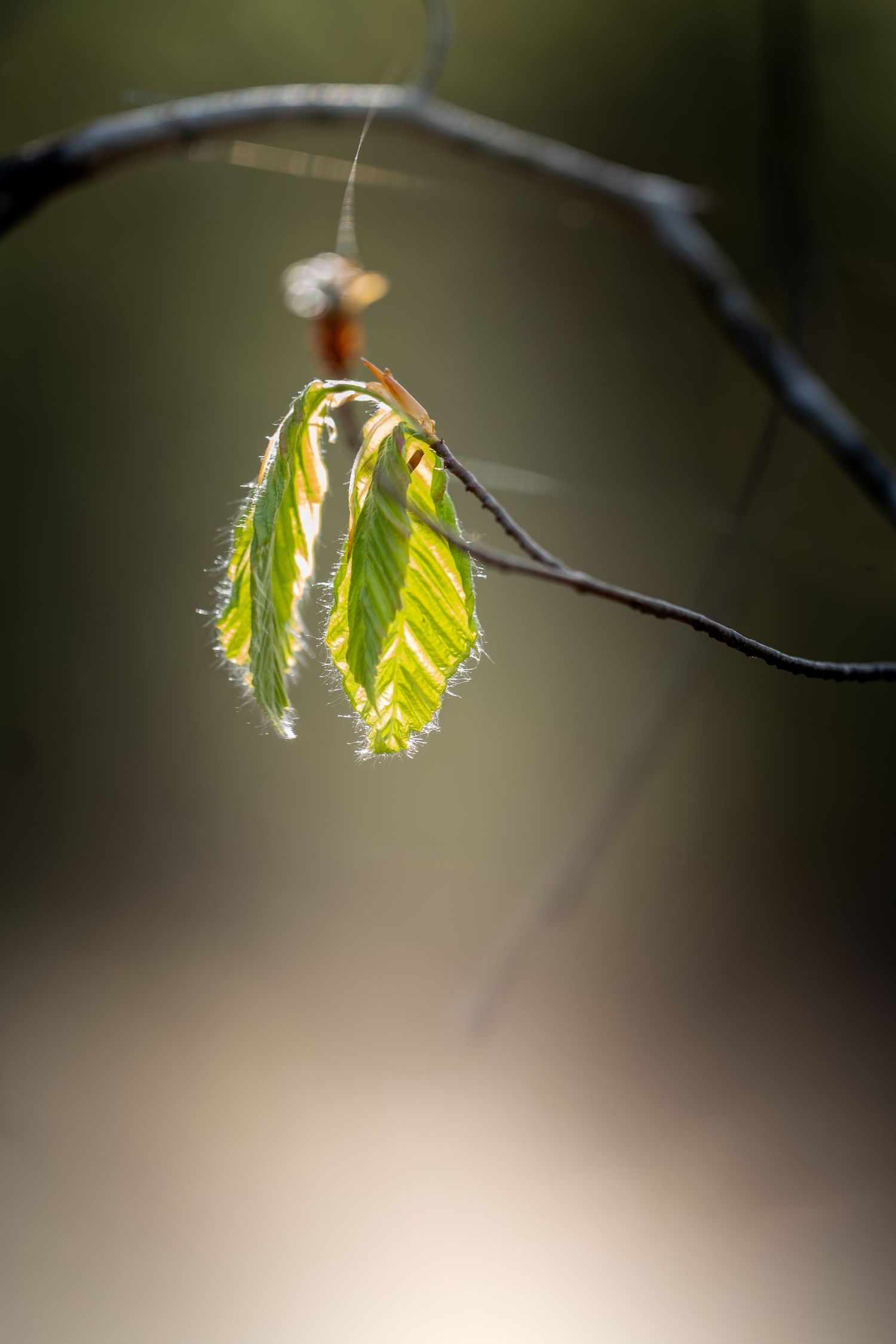 Fresh spring leaves emerging from a bud on a bare branch, backlit by soft sunlight in a forest setting.