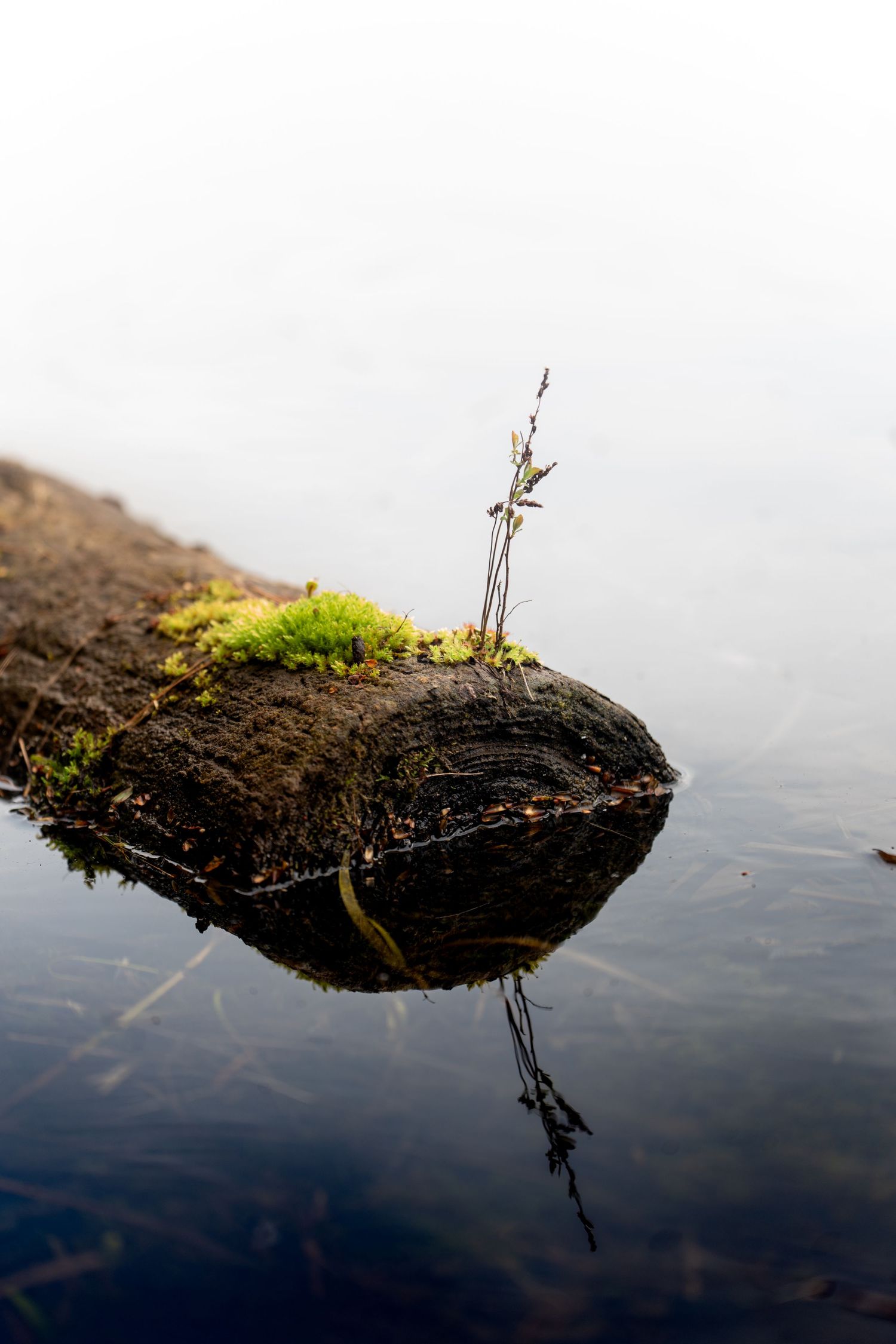 A moss-covered log sits in still water with a small plant growing from it, reflected in the calm misty lake surface.