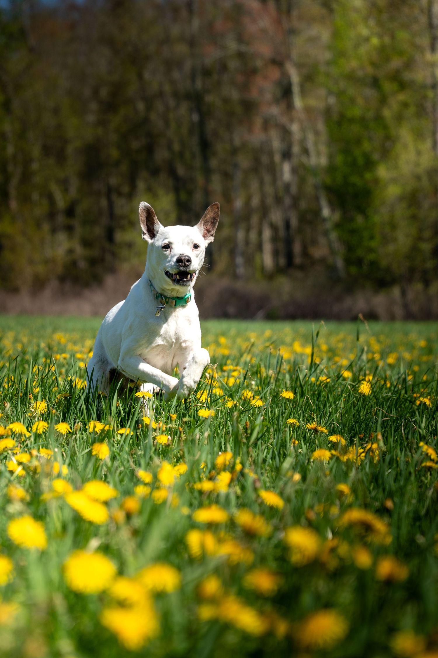 A happy white dog runs through a sunny field of yellow dandelions with green trees in the background.