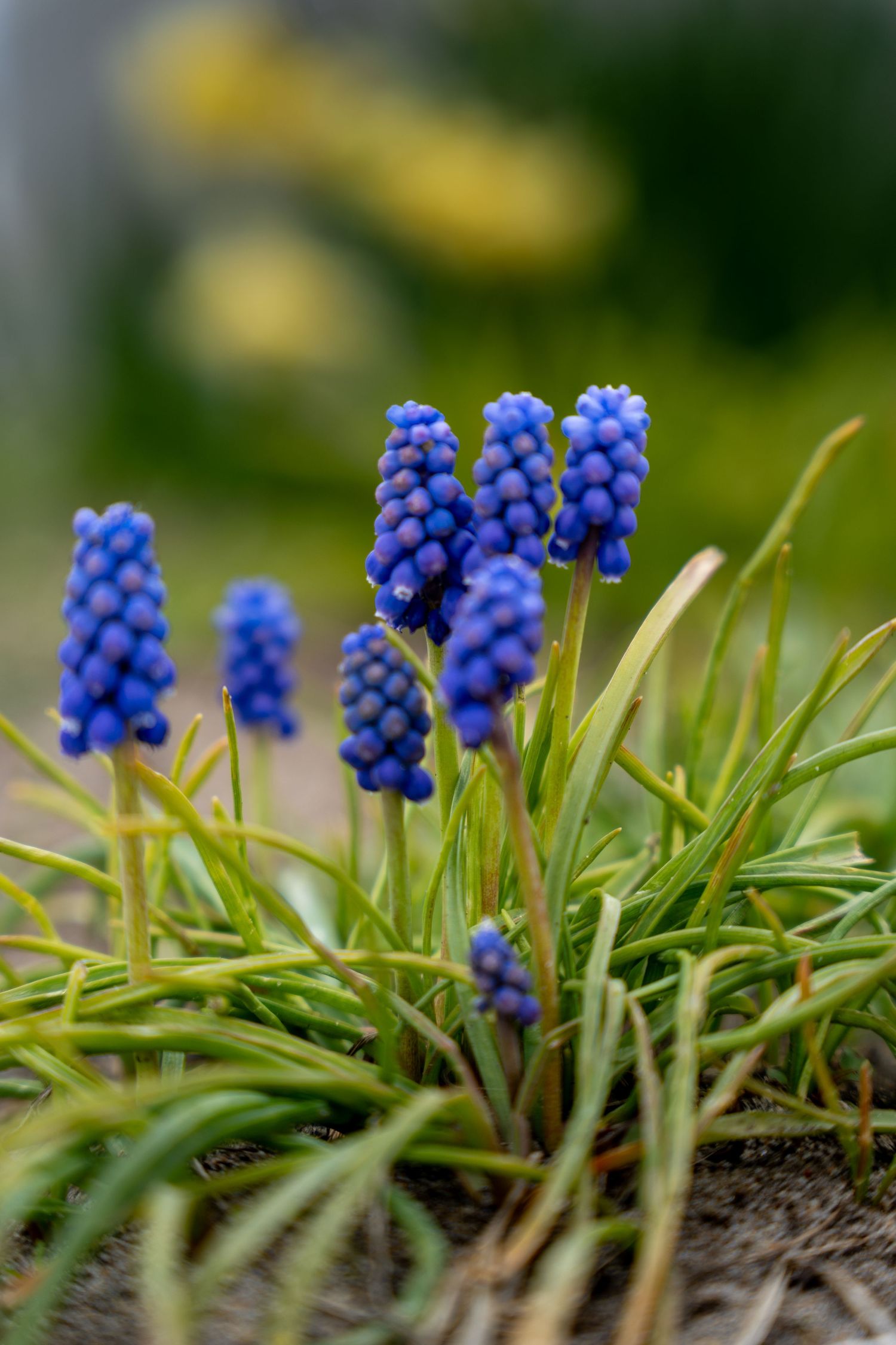 Vibrant blue grape hyacinth flowers blooming in a garden with lush green grass and a soft bokeh background.