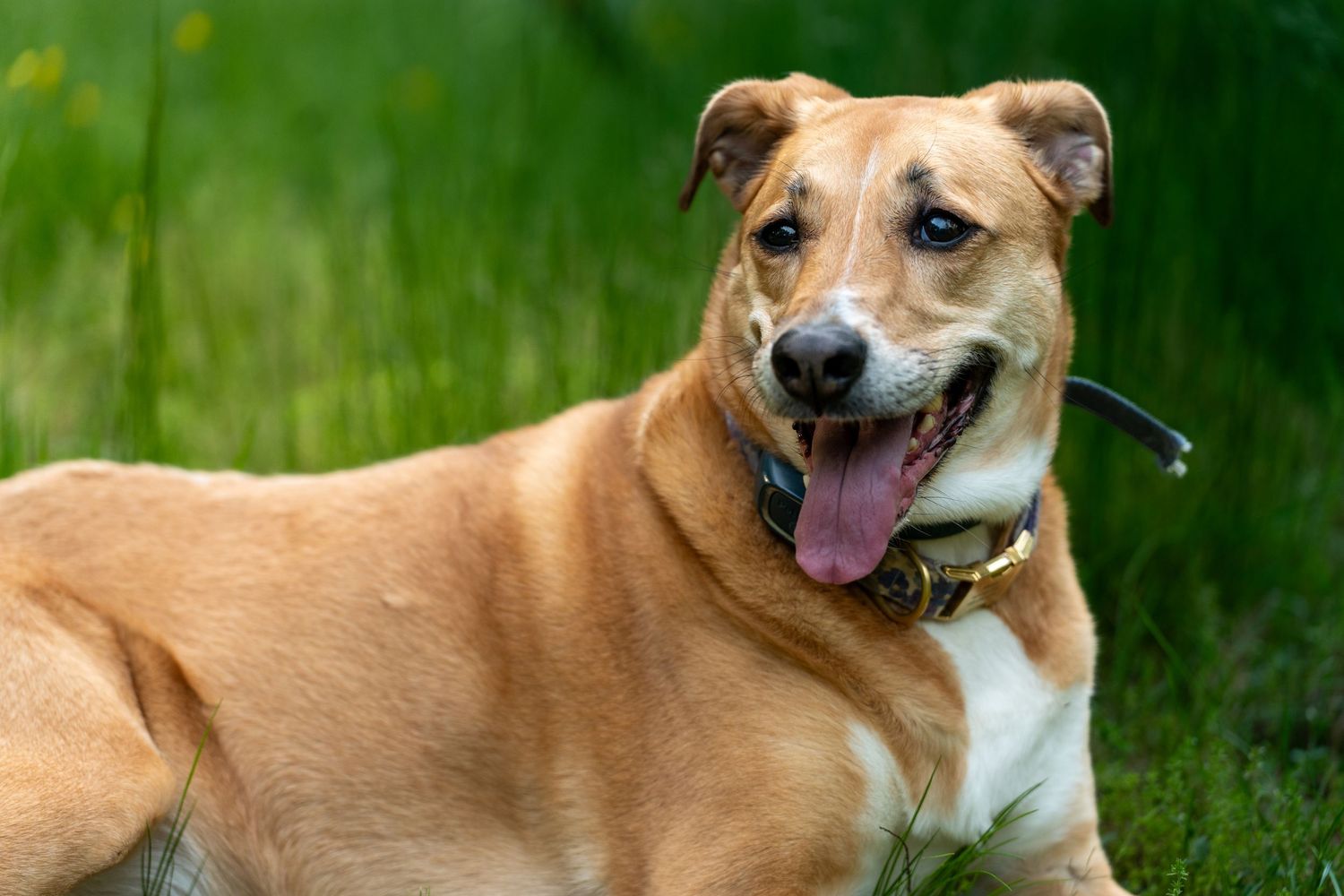 Happy tan dog with tongue out resting on green grass, wearing a collar outdoors.