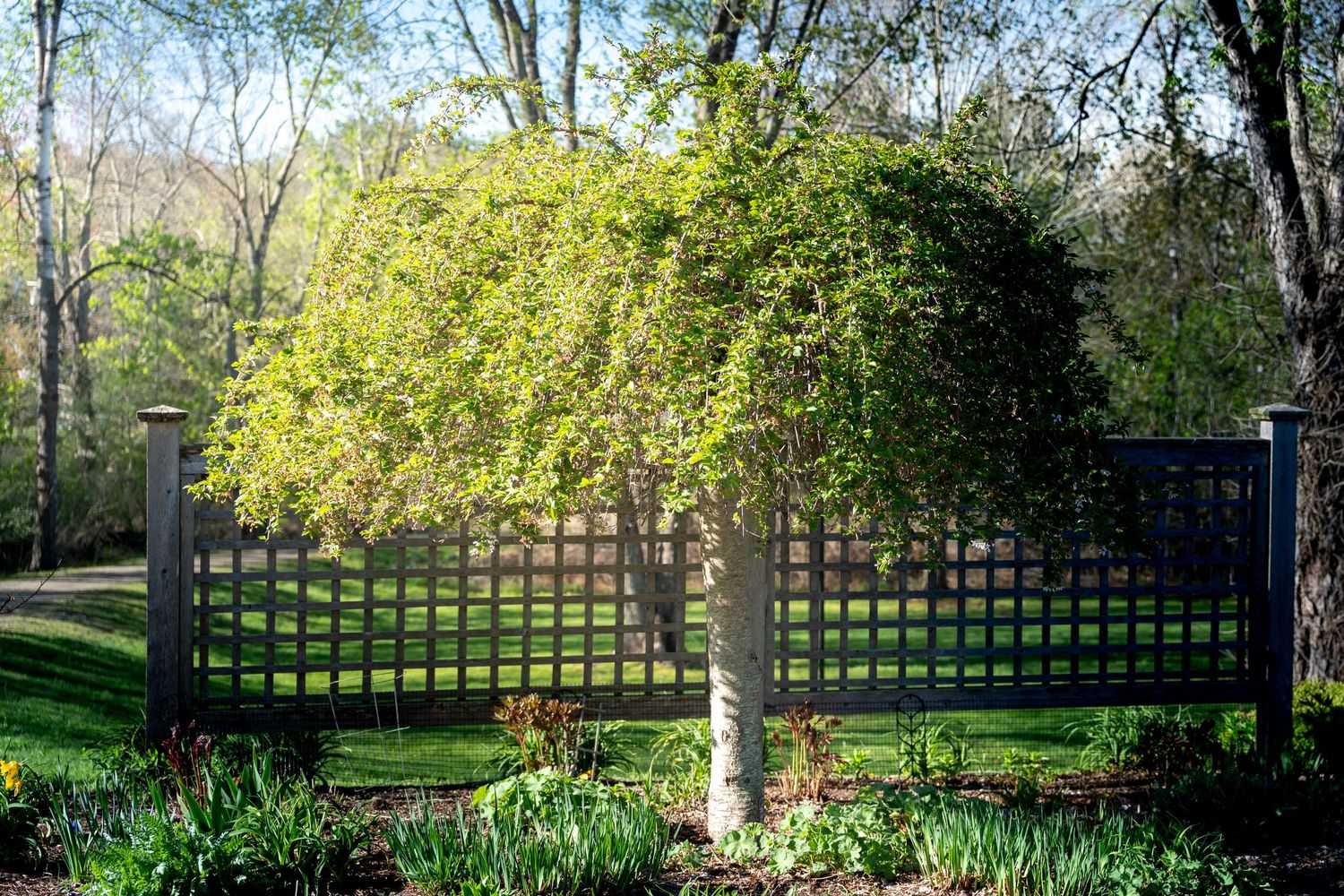 A young tree with bright yellow-green spring foliage stands in front of a black metal fence in a sunny garden setting.
