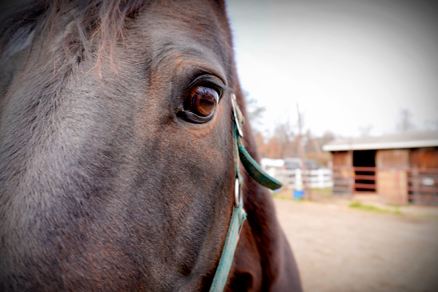 Close-up of a brown horse's eye and face with a green halter, standing near a stable in soft natural light.