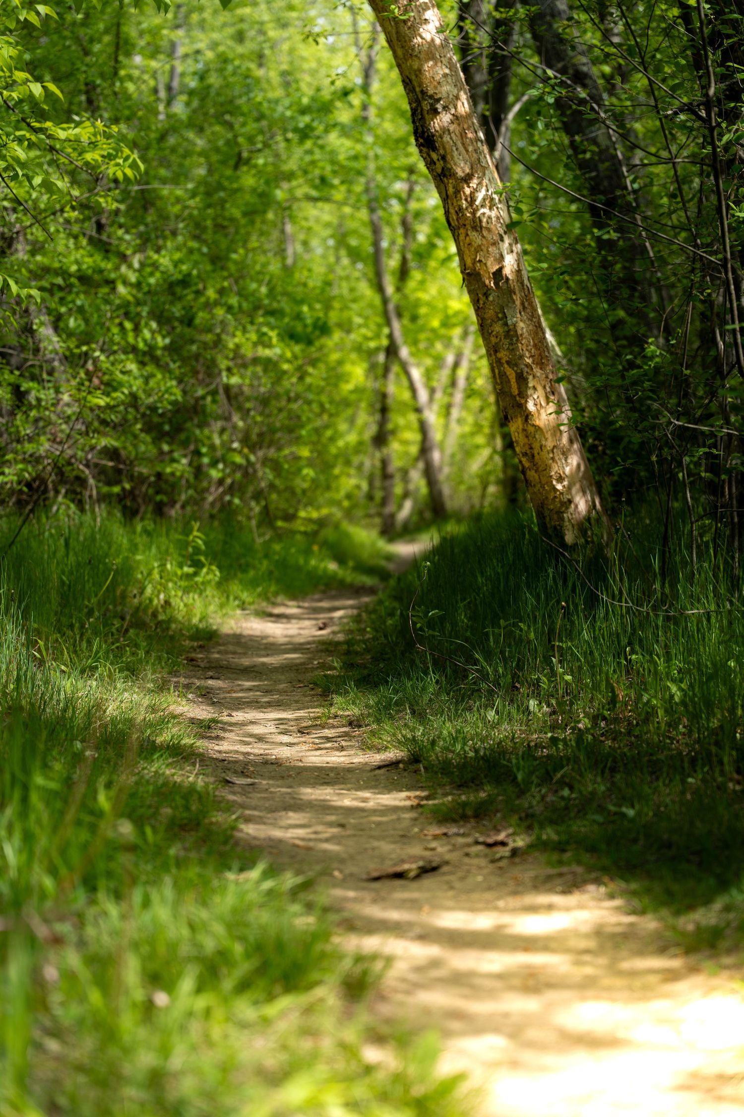 Sunlit dirt trail winding through lush green forest with tall trees and vibrant foliage on a sunny day.