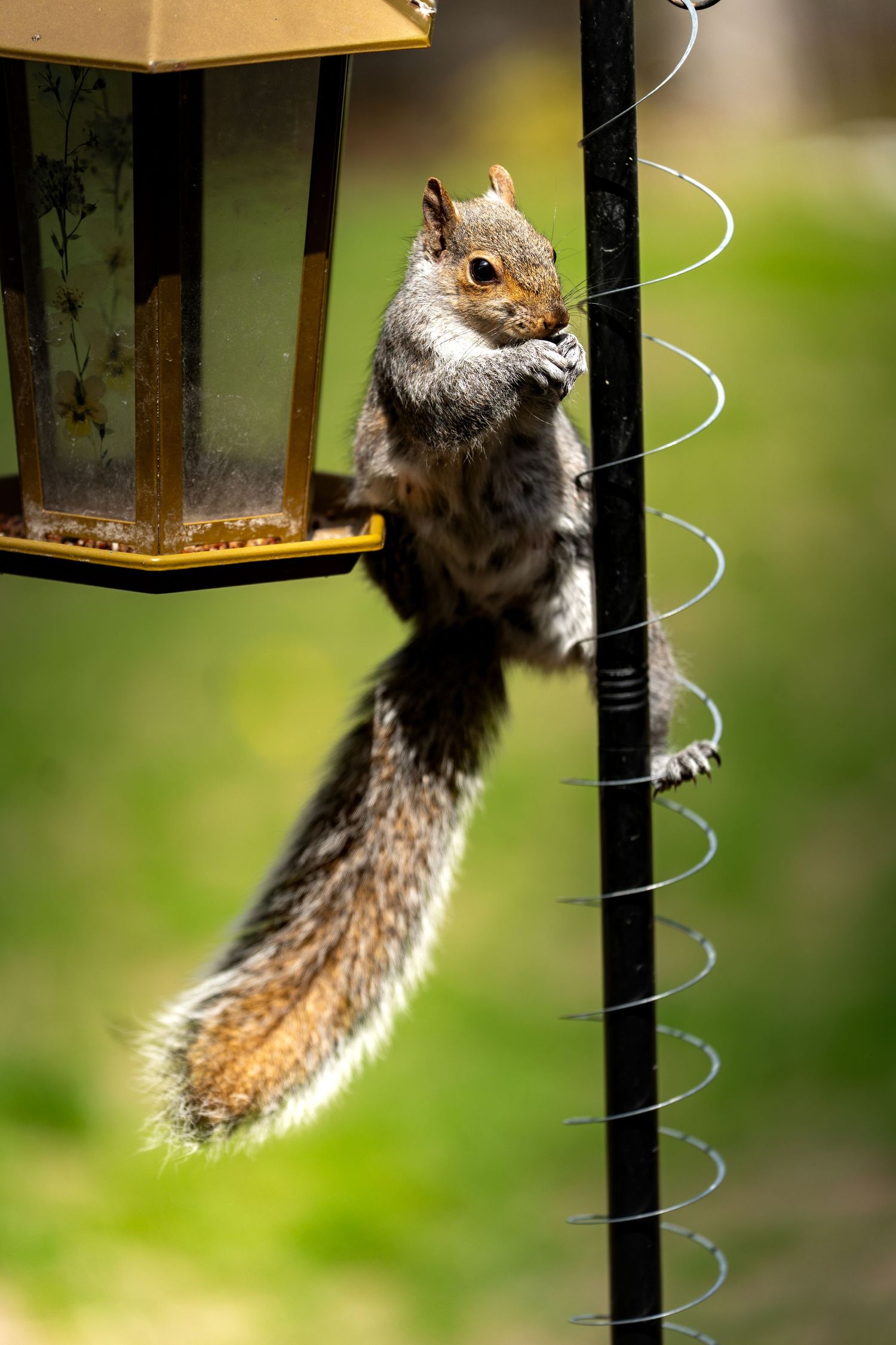 A grey squirrel clinging to a bird feeder on a metal pole, eating seeds in a lush green garden.