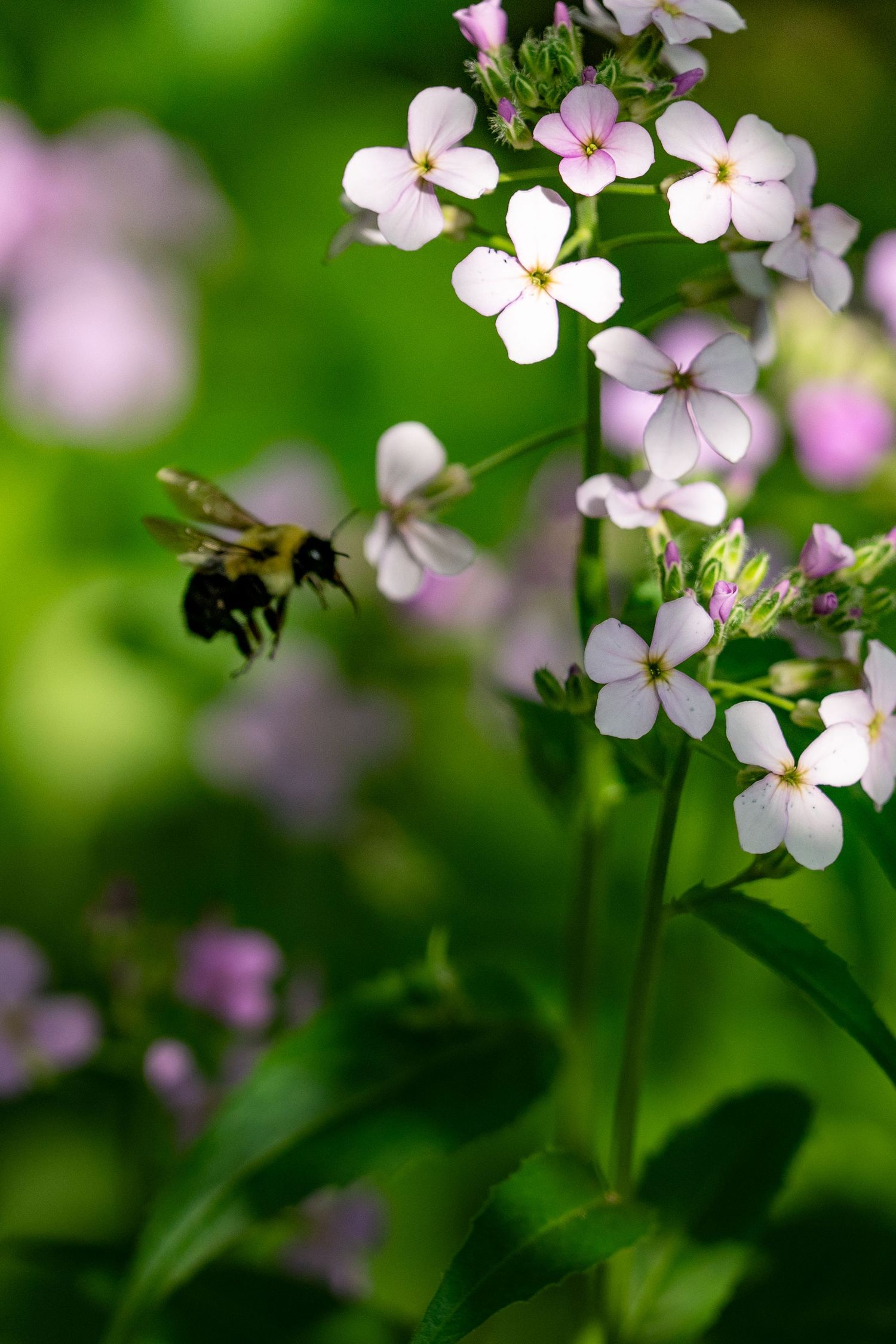 Bumblebee flying toward white and pink phlox flowers in a lush green garden, captured in soft bokeh light.