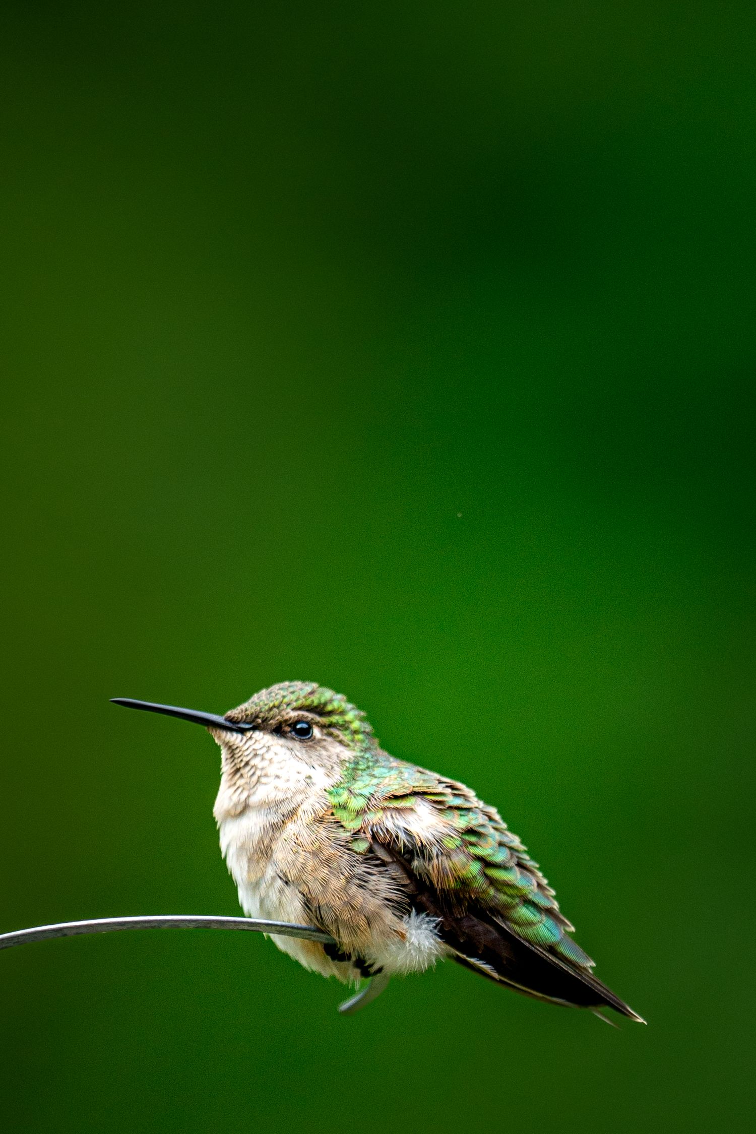 A small hummingbird with green and brown plumage resting on a thin wire against a vivid green background.