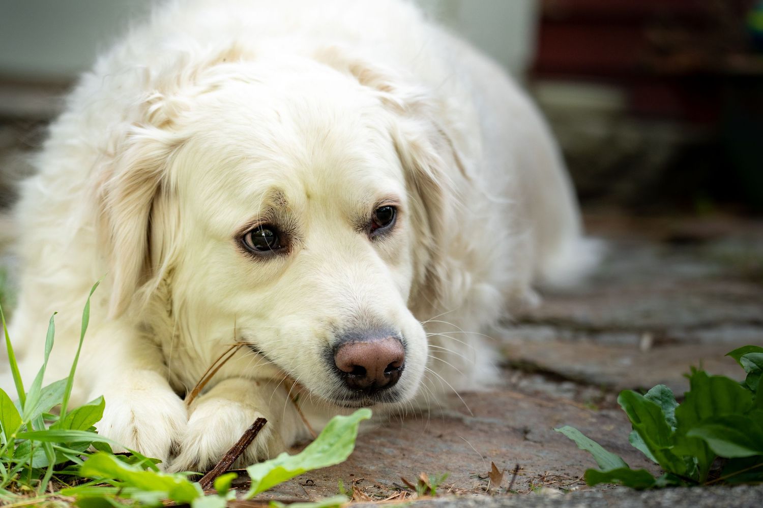 A white Golden Retriever puppy resting its head on the ground outdoors, surrounded by green leaves on a stone path.