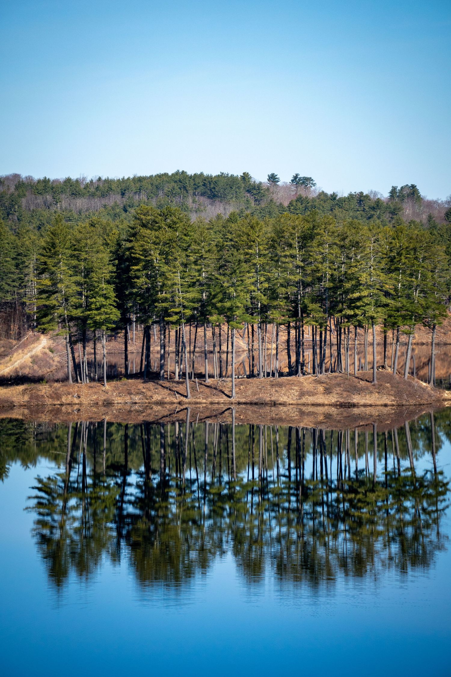 Pine trees reflect perfectly in still lake waters on a calm day creating a mirror-like symmetrical nature scene.