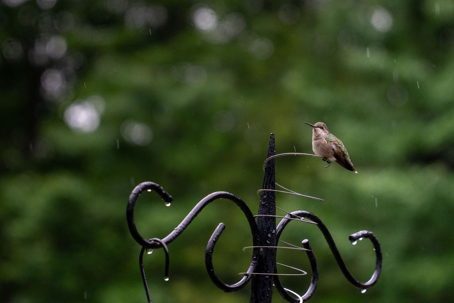 A small brown bird perches on a decorative metal garden stake during rainfall, with lush green trees in the background.