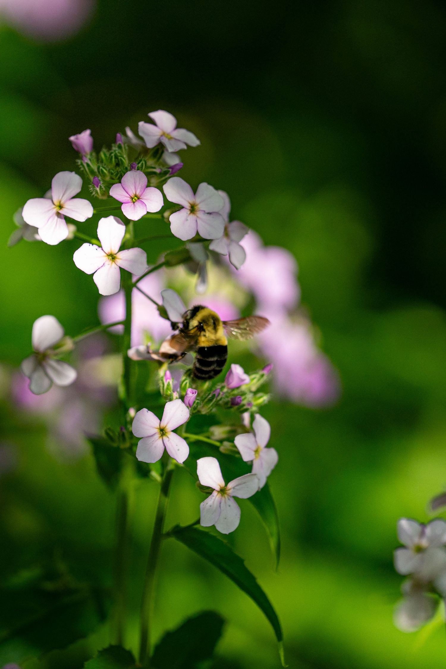 A bumblebee pollinating delicate white and pink wildflowers against a lush green bokeh background in a garden.