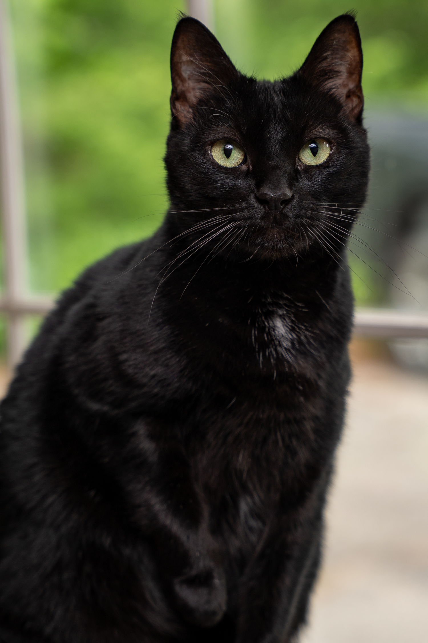 A sleek black cat with bright yellow eyes sits regally against a blurred green background.