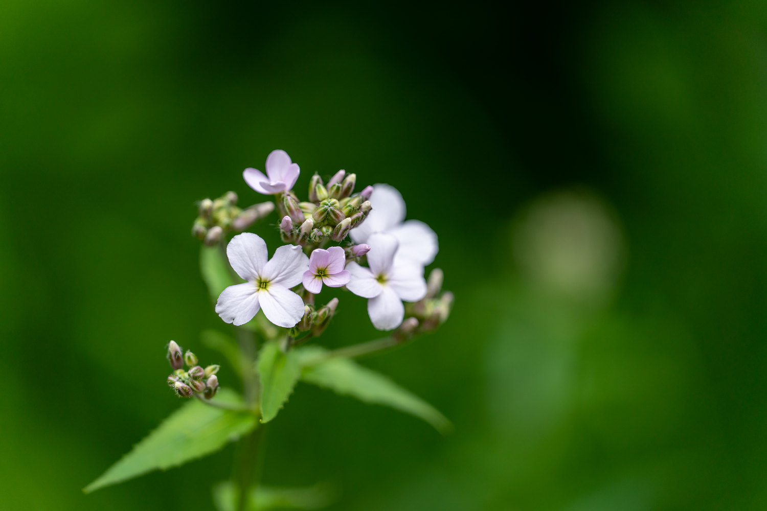 Delicate white wildflowers bloom against a blurred green background.