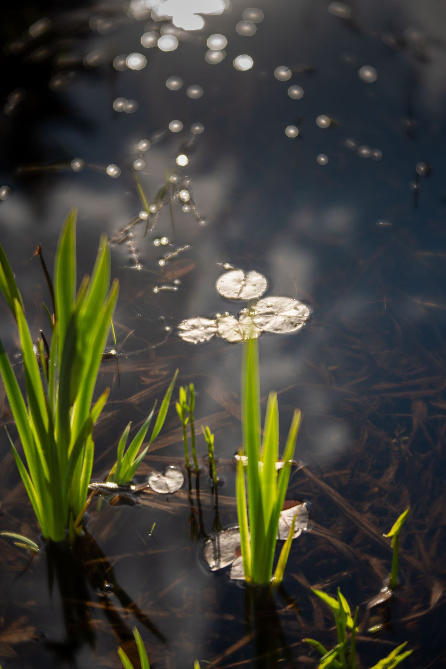 Green aquatic plants emerging from a dark reflective pond with sparkling water droplets and bokeh light effects in nature.