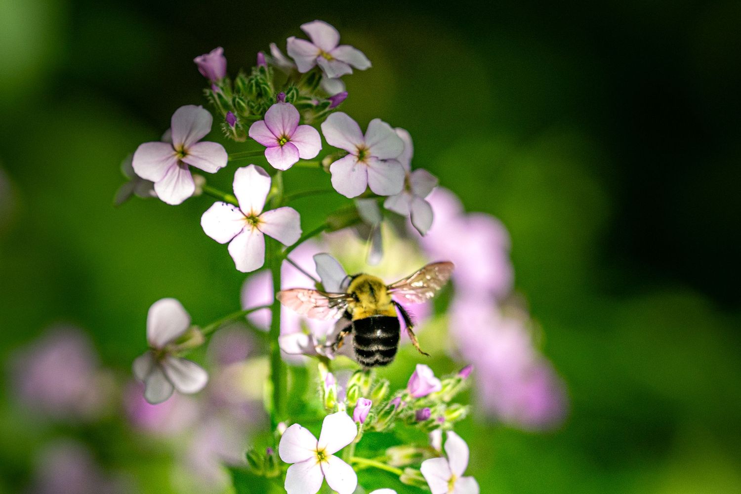 A bumblebee pollinating delicate white and pink wildflowers against a lush green bokeh background.