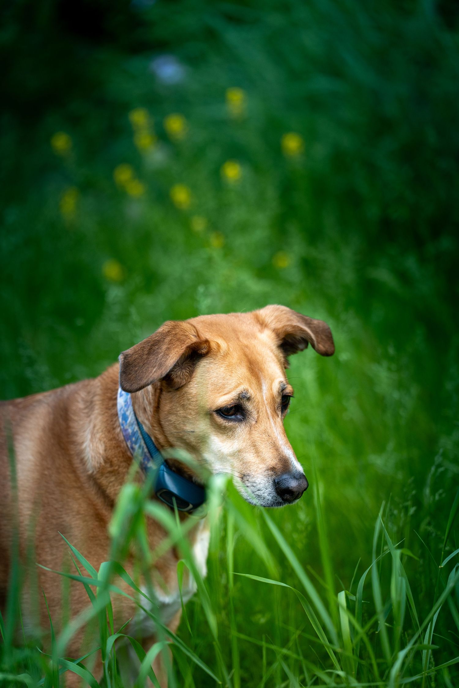 A brown dog with a blue collar standing in tall green grass with yellow wildflowers in the background.