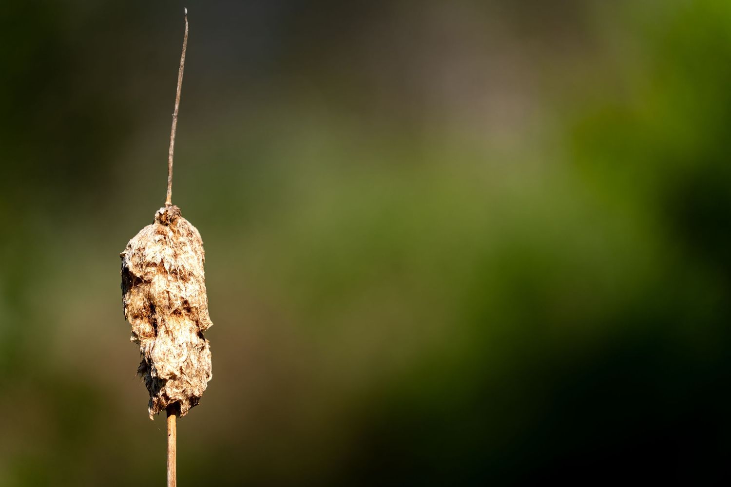 A dried cattail plant on a slender brown stem against a soft green bokeh background.
