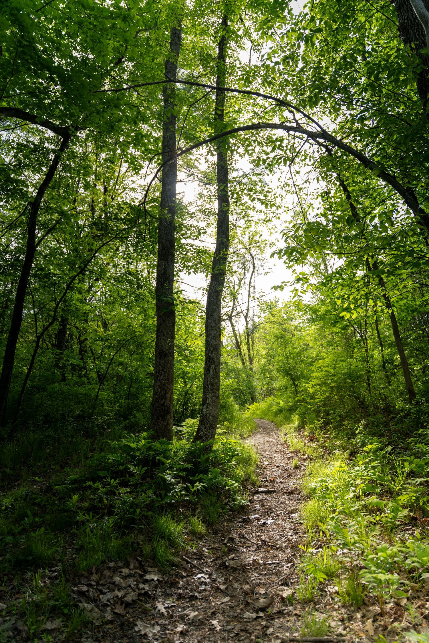 Narrow dirt hiking trail leading through a dense green forest with tall trees and leafy canopy.