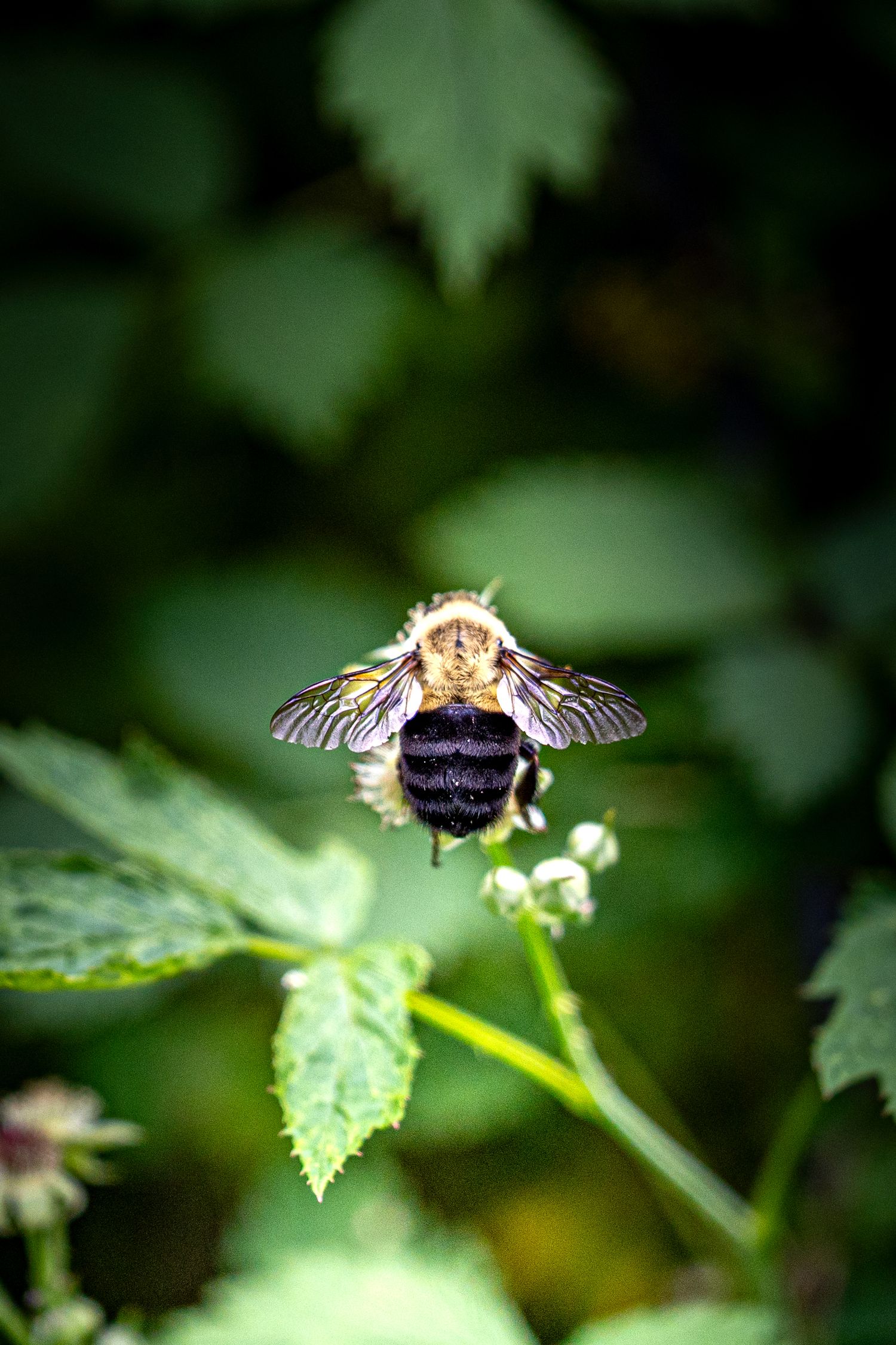 Close-up of a bumblebee perched on a small green plant with blurred foliage in the background.