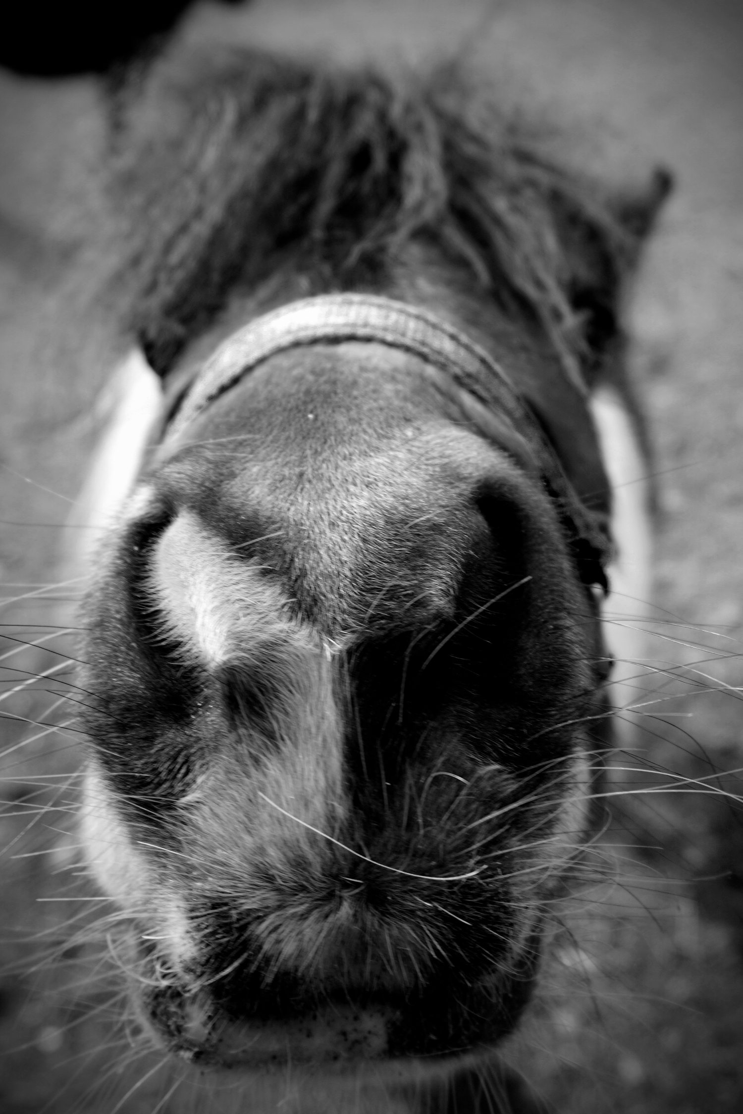 Close-up black and white photo of a horse's nose and muzzle with whiskers, wearing a halter.