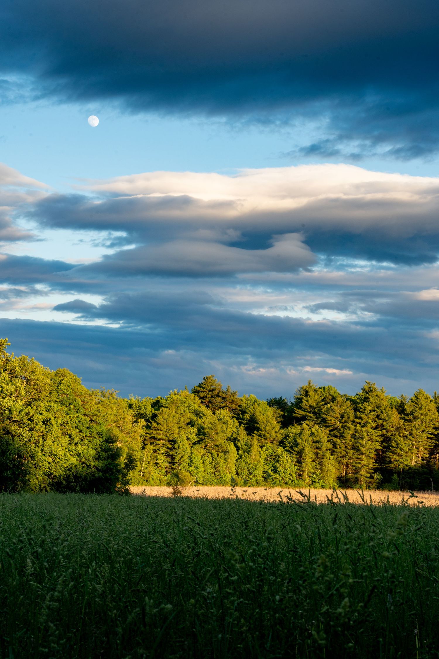 Lush green field and forest tree line under dramatic blue cloudy sky with visible moon at golden hour.